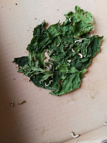 蚕捐卵代孕的宝宝为什么死了